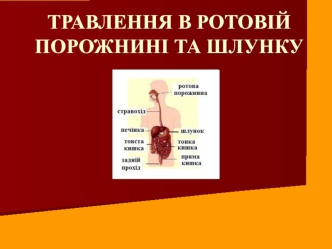 Травлення в ротовій порожнині та шлунку