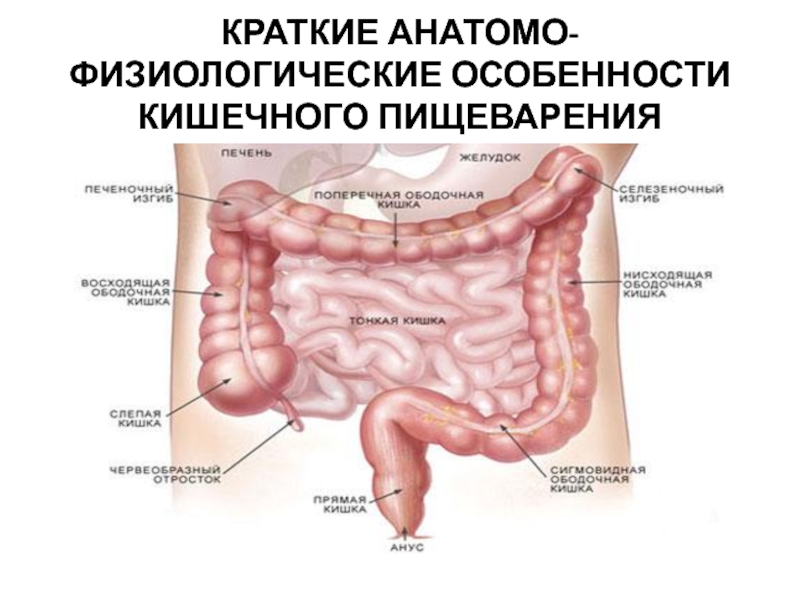 Двенадцатиперстная кишка и слепая кишка. Анатомо физиологическое строение желудка. Анатомо физиологические особенности желудка. Анатомо-физиологическое строение двенадцатиперстной кишки. Анатомо-физиологическая характеристика желудка.