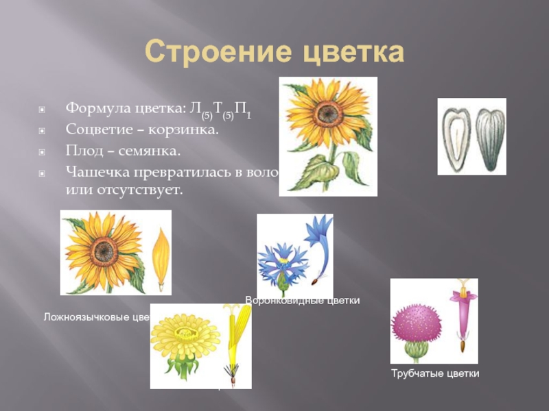 Типы цветков трубчатые язычковые