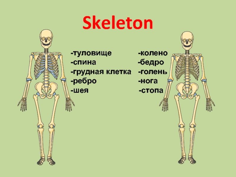 Скелет туловища тема. Мягкий скелет тела это. Мягкий скелет тела пирогов.