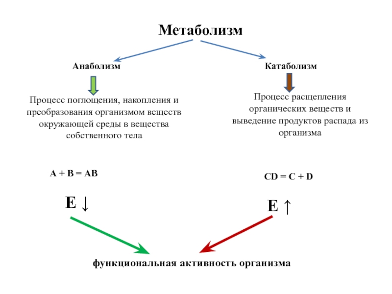 Метаболизм түрлері презентация