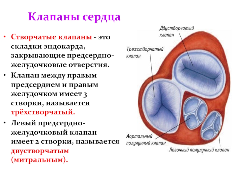 Клапаны сердца рисунок. Клапаны сердца полулунный створчатый. Предсердно желудочковые клапаны сердца. Полулунный и трехстворчатый клапаны. Двустворчатый и трехстворчатый клапан в сердце.