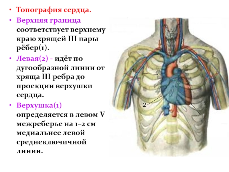 Топографическая анатомия сердца презентация