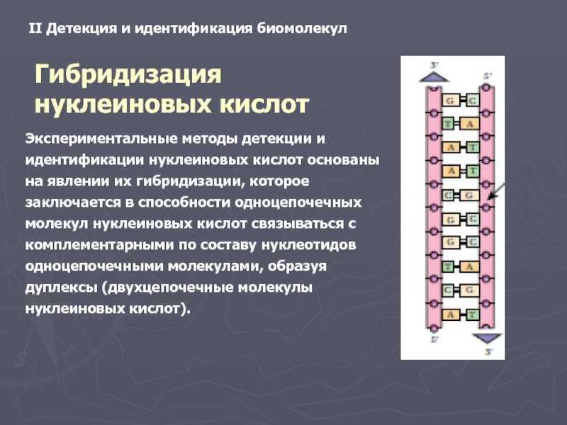 Детекция. Методы идентификации нуклеиновых кислот. Гибридизация нуклеиновых кислот. Молекулярная гибридизация нуклеиновых кислот. Метод гибридизации нуклеиновых кислот.