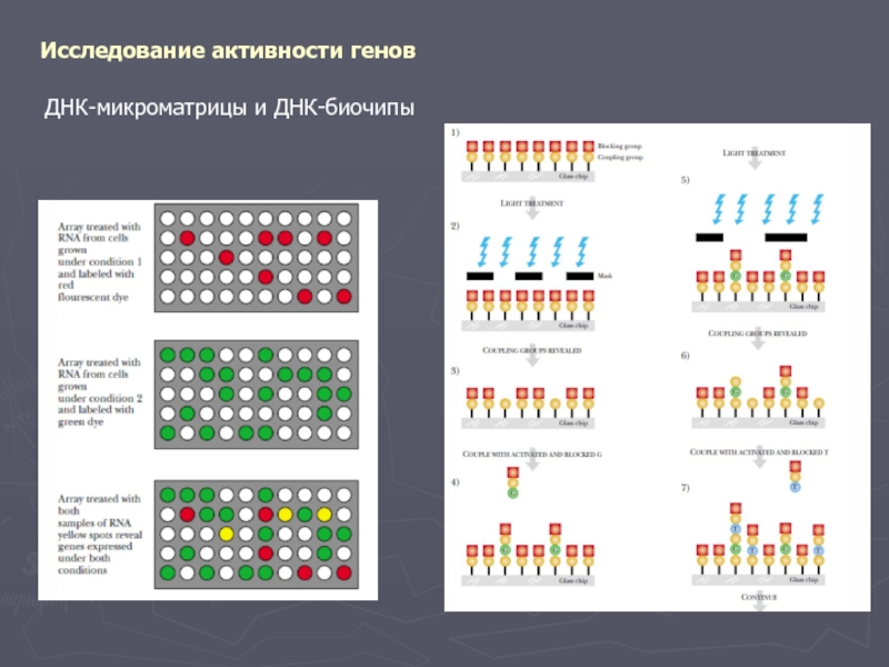 Исследования активности. ДНК биочип. Исследование активности генов. Микроматрицы ДНК. Микроматрица ДНК это.