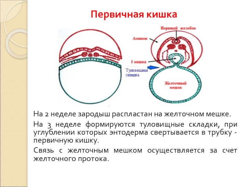 Полость первичной кишки зародыша