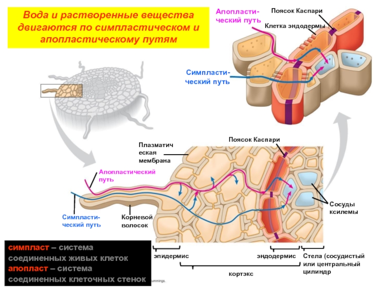 Путь корень. Пояски Каспари у растений. Эндодерма с поясками Каспари. Клетки эндодермы с поясками Каспари. Транспорт по апопласту и симпласту.