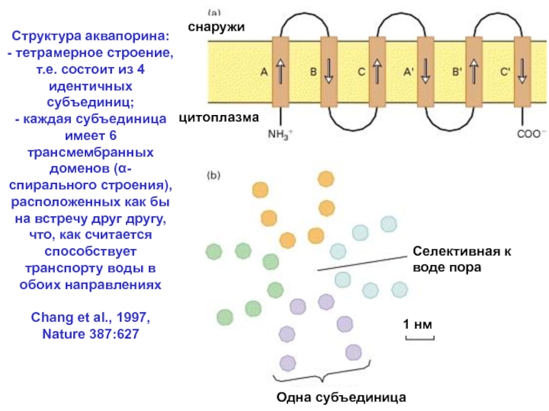 Состоит из двух субъединиц