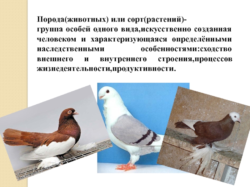 У животных порода у растений. Породы животных примеры. Сорта растений и породы животных. Выведенные породы птиц.