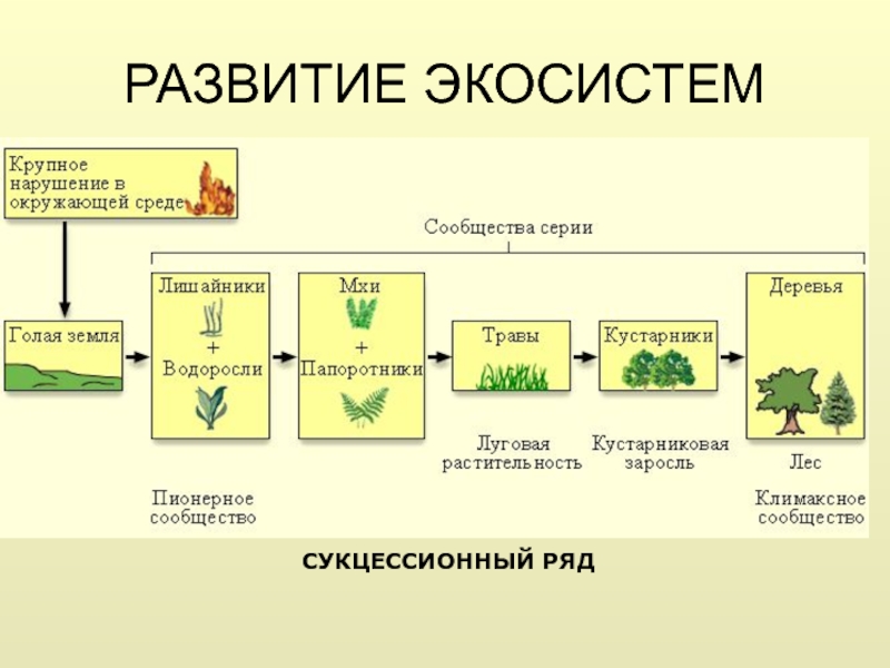 Схема развития биогеоценоза