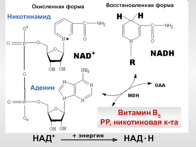 Над это. Окисленный НАДФ. НАДФ окисленная и восстановленная форма. НАДФ В окисленной форме. Окисленная и восстановленная формы НВД+.