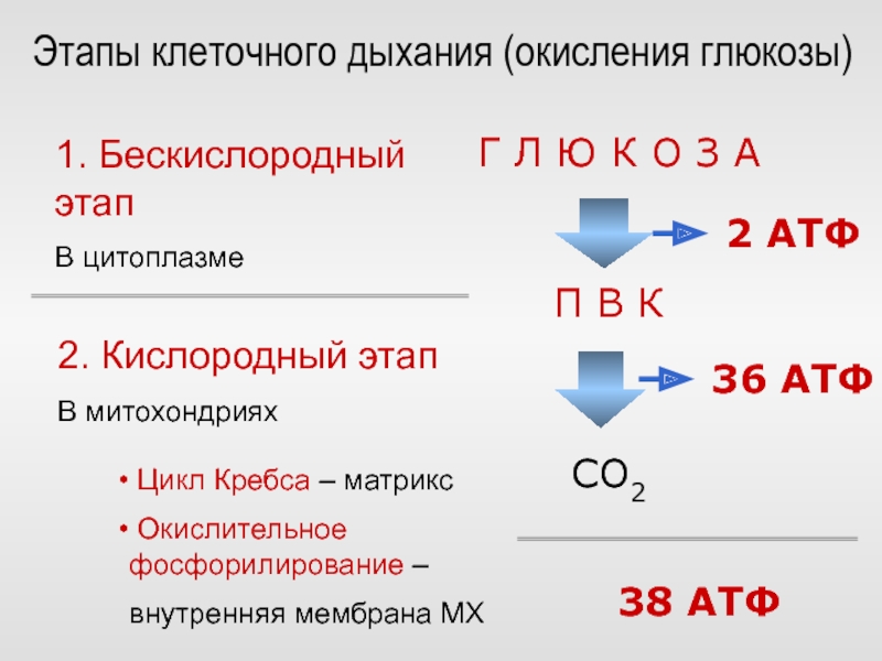 Клеточное дыхание схема егэ