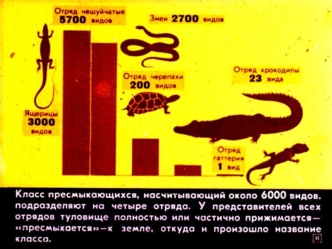 Класс Пресмыкающиеся