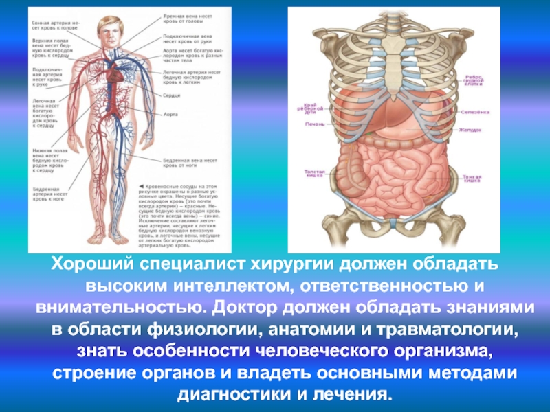 Особенности человеческого организма. Характеристики человеческого организма. Особенности человеческого тела.