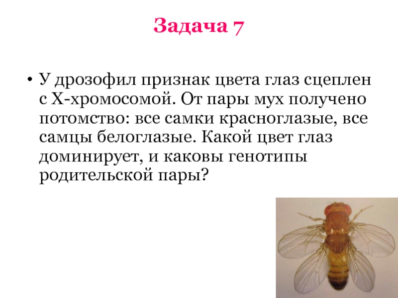 В соматической клетке дрозофилы 8 хромосом. Задачи с дрозофилами. Муха дрозофила хромосомы. Генотип дрозофилы. Признаки дрозофилы.