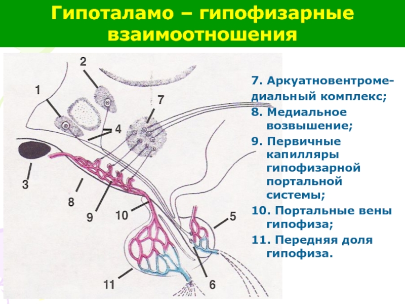 Гипоталамо гипофизарная схема