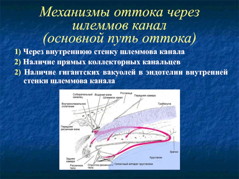 Наличие канал. Коллекторные канальцы. Пути оттока через шлеммов канал. Пути оттока внутриглазной жидкости анатомия. Циркуляция внутриглазной жидкости.