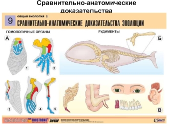 Сравнительно-анатомические доказательства эволюции