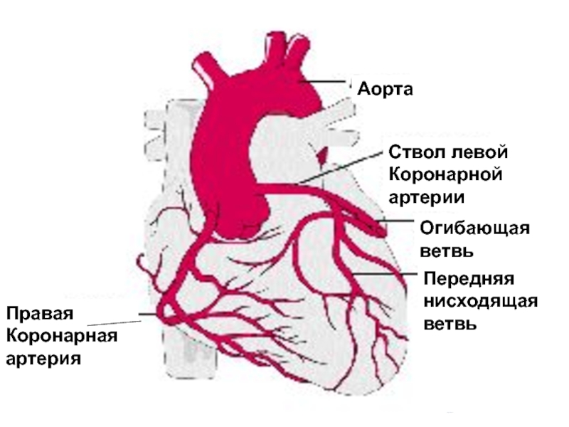 Коронарные артерии кровоснабжают