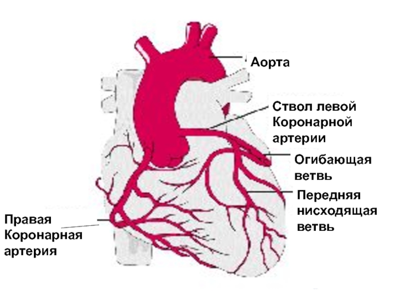 Левая огибающая коронарная артерия. Диагональная ветвь левой коронарной артерии. Ооибающая ветвь левой венечной а. Ветви огибающей коронарной артерии.