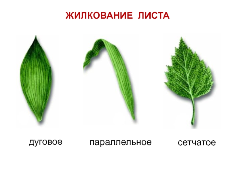 Параллельные дуговые сетчатые листья. Типы жилкования листьев сетчатое. Жилкование листа сетчатое параллельное дуговое. Тип жилкования листа параллельное дуговое сетчатое.