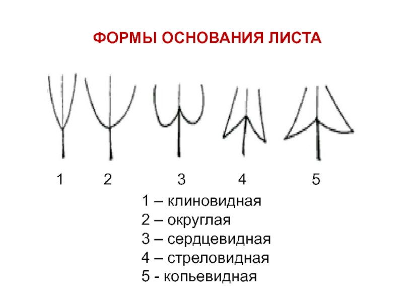 Форма основания листовой