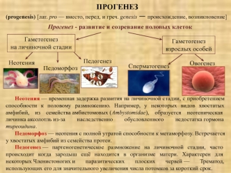 Развитие и созревание половых клеток - прогенез