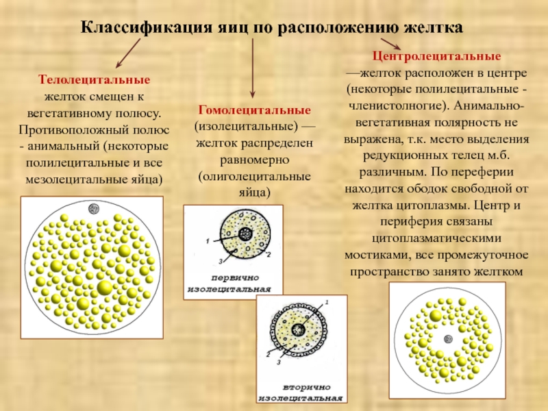 Местоположение яиц. Классификация яйцеклеток по расположению желтка. Типы яйцеклеток по распределению желтка. Классификация яйцеклеток по количеству желтка. Изолецитальная яйцеклетка Тип.