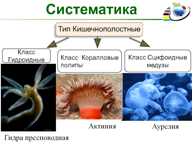 Три признака кишечнополостных. Гидроидные Сцифоидные коралловые полипы. Классификация кишечнополостных червей. Систематика животных Тип Кишечнополостные. Кишечнополостные черви 7 класс биология.