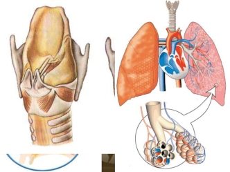 Строение легких. Легочное и тканевое дыхание