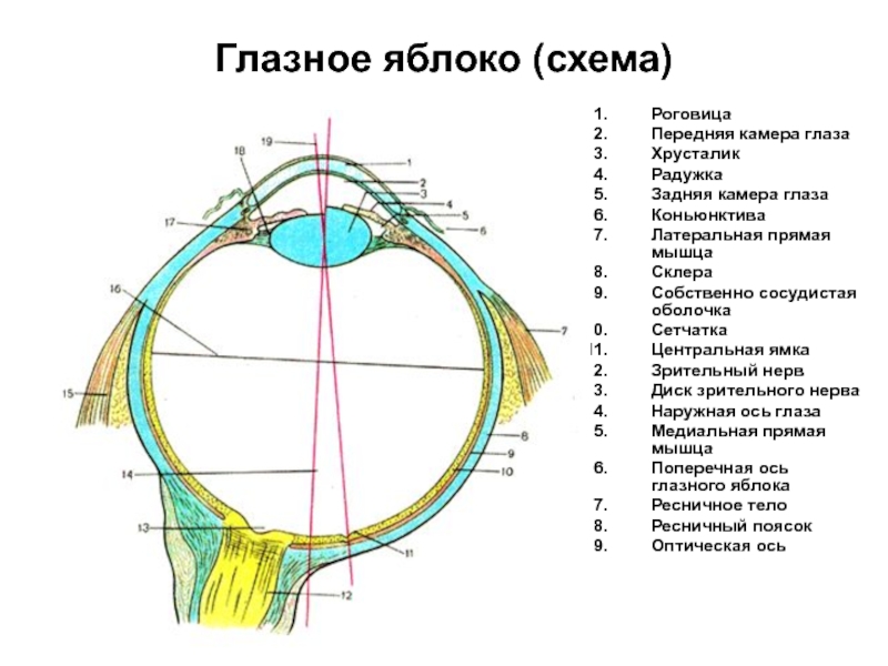 Строение глаза картинка с подписями