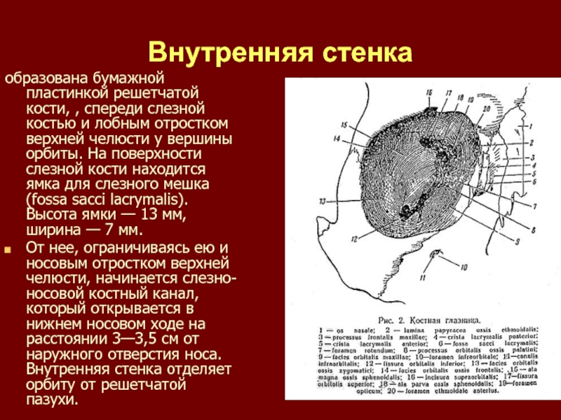 Чем образованы стенки