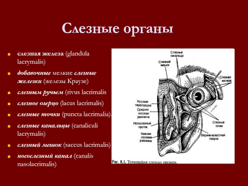 Железа на латинском. Добавочные слезные железки Краузе. Слез¬ная железа, glаndula lаcrimаlis. Слезный каналец анатомия.