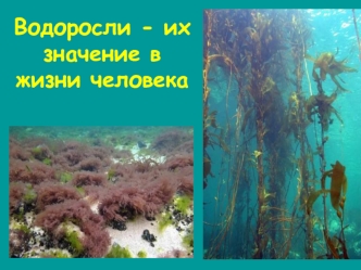 Водоросли -их значение в жизни человека