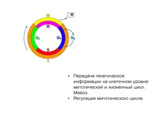 Передача генетической информации на клеточном уровне: митотический и жизненный цикл. Мейоз. Регуляция митотического цикла