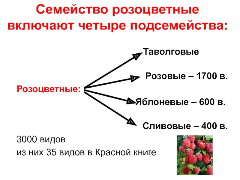 Семейство розоцветные презентация 6 класс