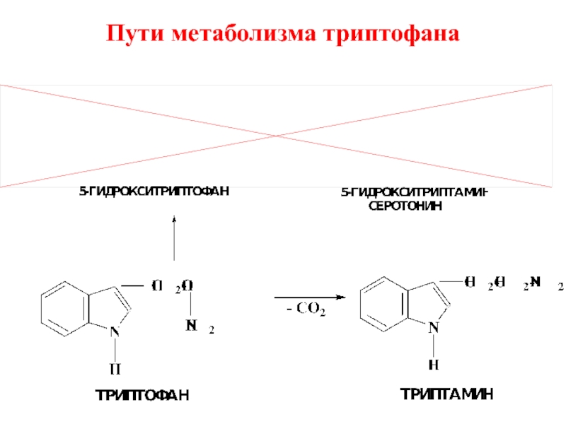 Триптофан биохимия. Кинурениновый путь метаболизма триптофана. Кинурениновый путь триптофана схема. Индольный путь метаболизма триптофана. Метаболизм триптофана биохимия.