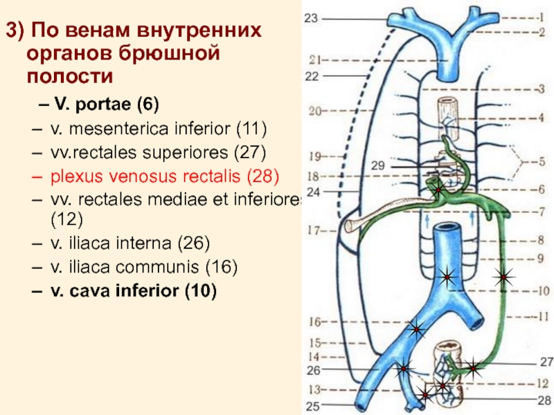 Кава кавальные и портокавальные анастомозы