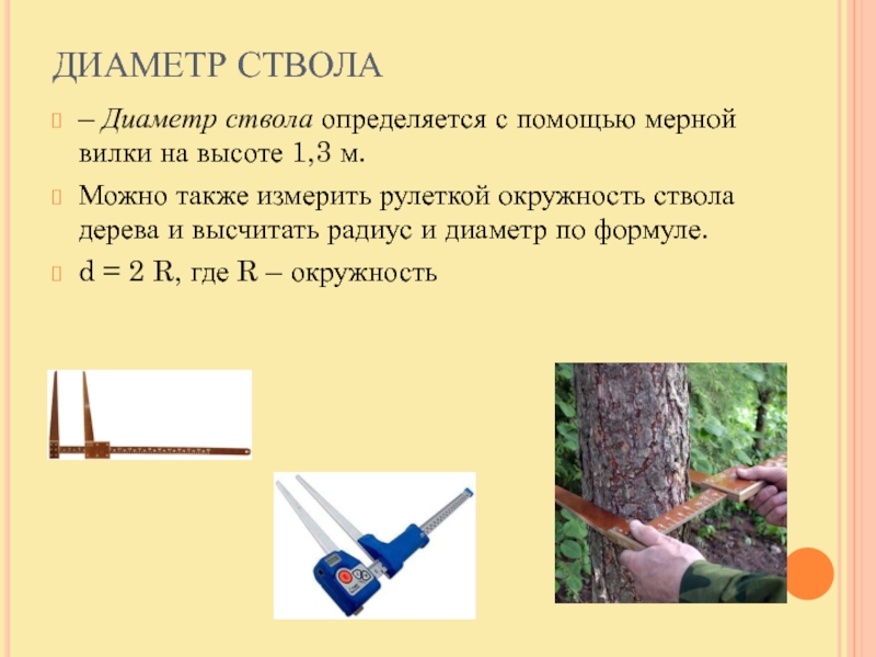 Ствола на высоте 1 3. Измерение диаметра дерева. Измерение диаметра дерева рулеткой. Измерение диаметра дерева мерной вилкой. Диаметр ствола дерева.
