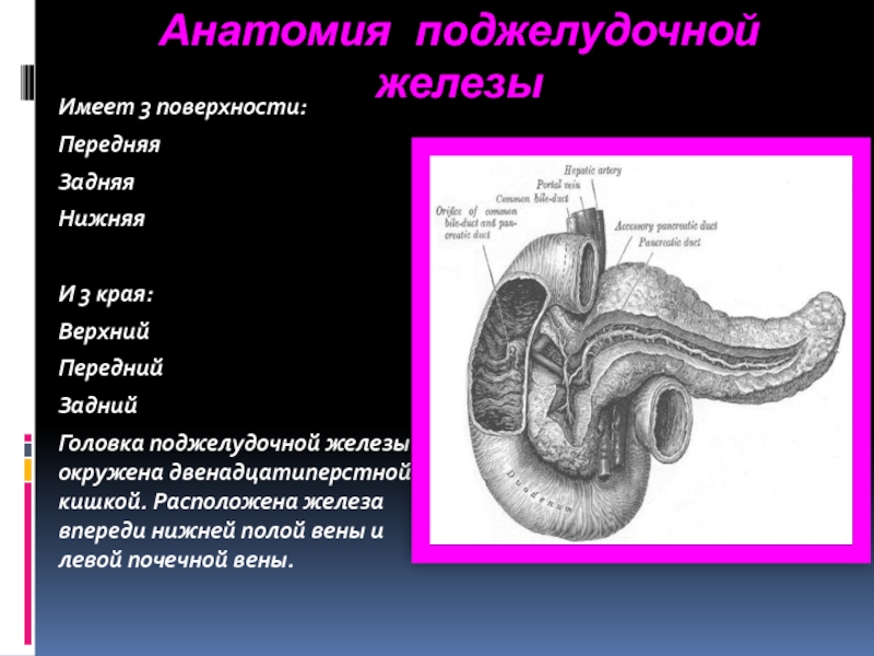 Анатомия 12 перстной кишки