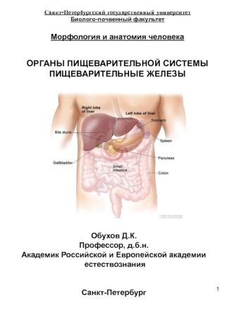 Органы пищеварительной системы. Пищеварительные железы