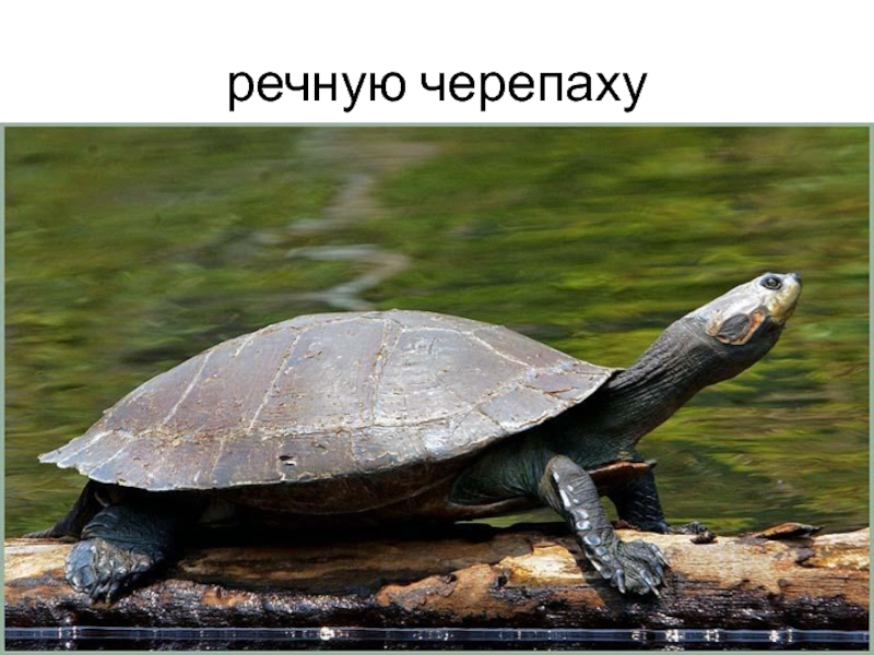 Речная черепаха фото