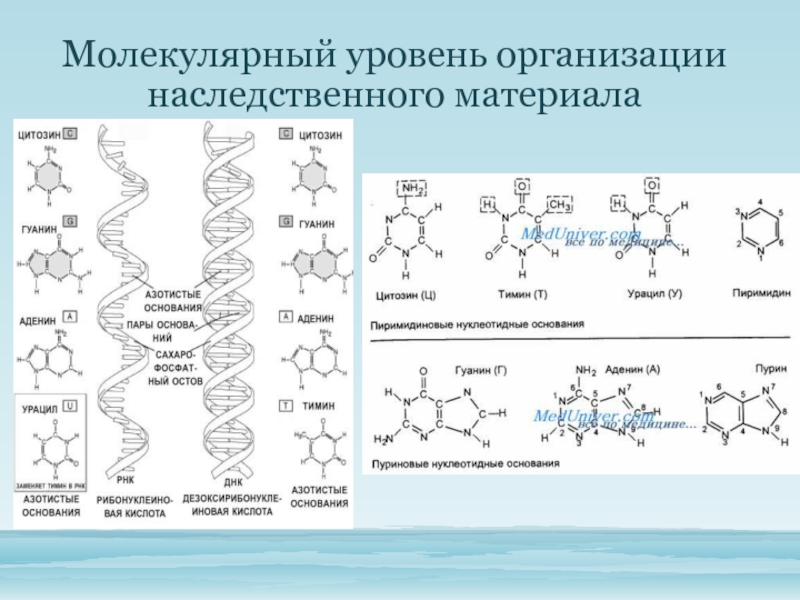 Молекулярный уровень организации. Структурно-функциональные уровни генетического материала. Молекулярный уровень организации наследственного материала. Уровни организации наследственного материала. Уровни организации генетического материала у эукариот.