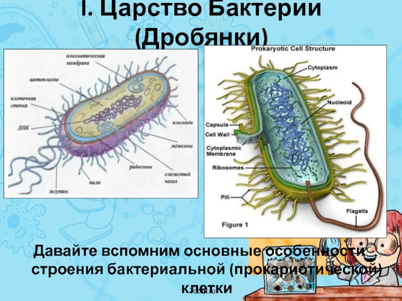 Царство бактерий. Особенности строения бактерий. Характеристика царства бактерий. Характеристика царства б.