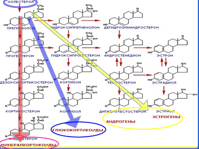 Стероидогенез схема с ферментами