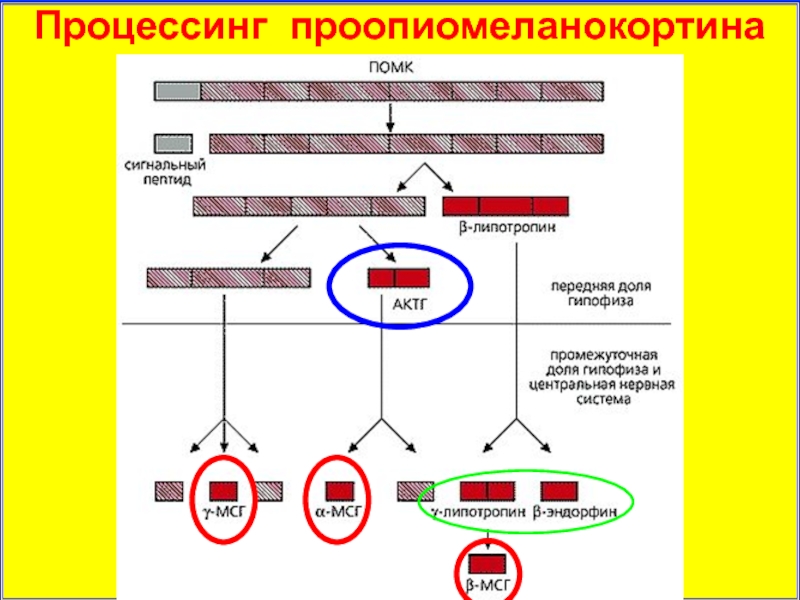 Биохимические аспекты. Проопиомеланокортин предшественник. Расщепление проопиомеланокортина. Сигнальные пептиды. Производные проопиомеланокортина.