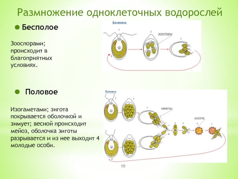 Бесполое размножение происходит с помощью б. Размножение водоросли песполое. Бесполое размножение простейших схема. Бесполое размножение водорослей. Размножение одноклеточных водорослей.