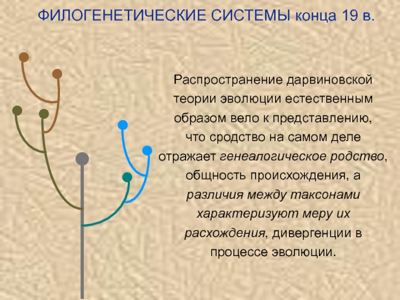 Филогенетическая схема грибов