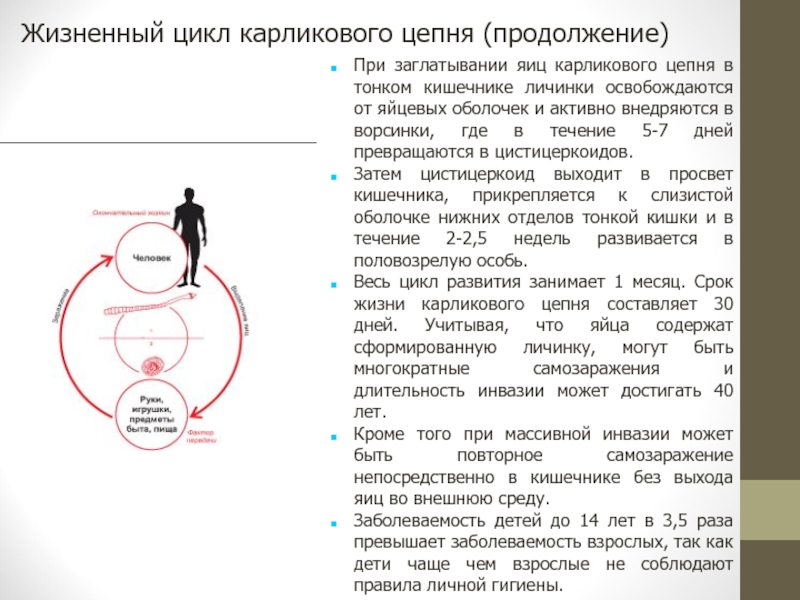 Схема лечения карликового цепня