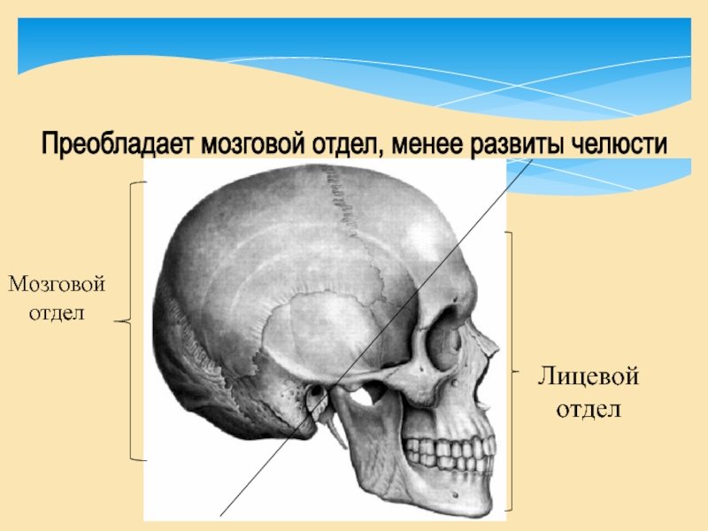 Лицевой отдел. Граница мозгового и лицевого отделов черепа. Скелет человека мозговой отдел. Мозговой череп преобладает над лицевым. Кости скелета мозгового отдела.